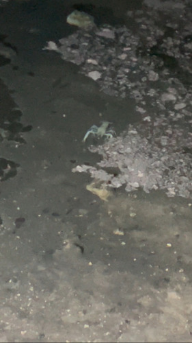 Alachua Light Fleeing Cave Crayfish