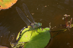 Anax tristis