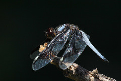 Palpopleura portia