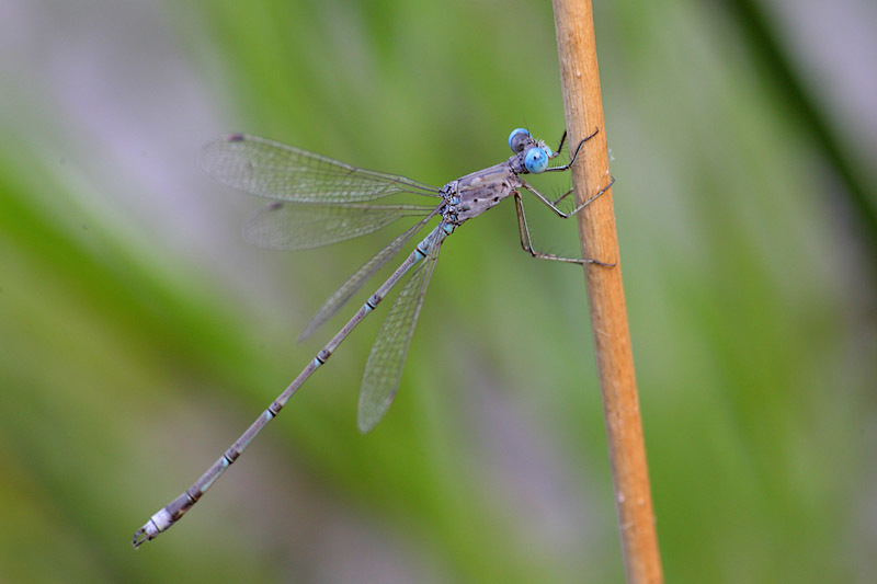 Cryptic Spreadwing