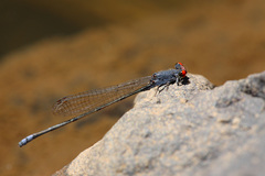 Pseudagrion sublacteum