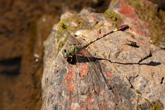 Paragomphus elpidius