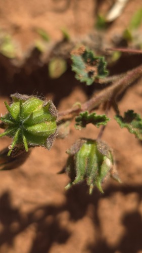 Australian Velvetleaf (Abutilon malvifolium)