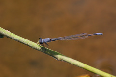 Pseudagrion salisburyense