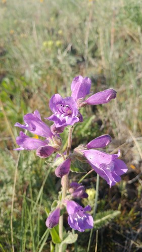 Penstemon glandulosus var. chelanensis