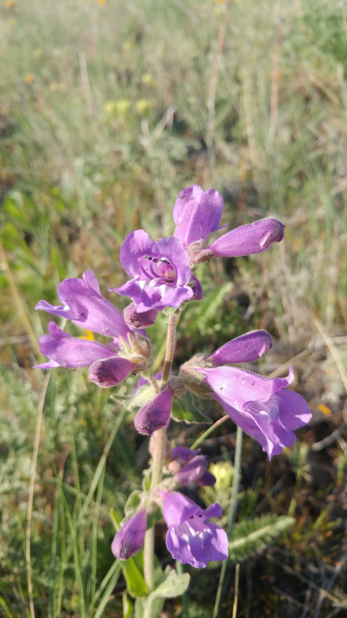 Penstemon glandulosus var. chelanensis