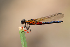 Platycypha caligata