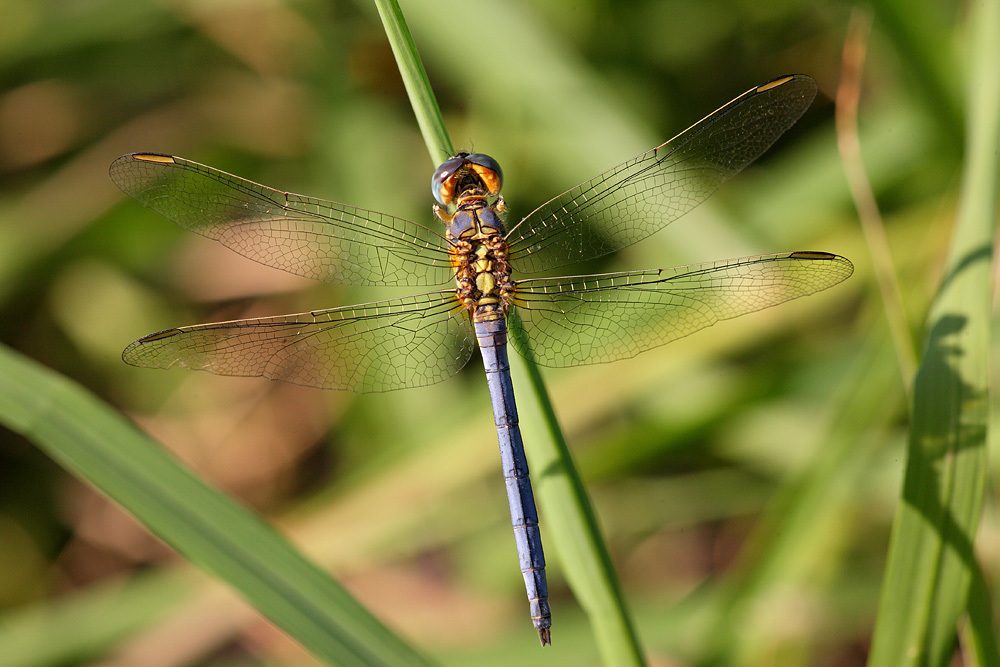 Little Skimmer