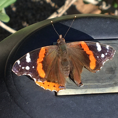 Vanessa atalanta