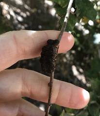 Disholandricus chrysolepidis