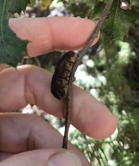 Disholandricus chrysolepidis