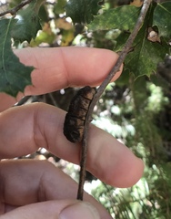 Disholandricus chrysolepidis