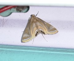 Eoophyla sejunctalis