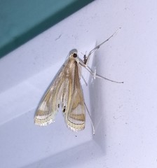 Eoophyla sejunctalis