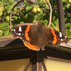 Vanessa atalanta