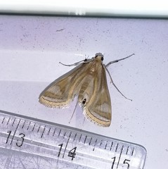 Eoophyla sejunctalis