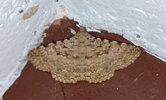 Polydesma boarmoides