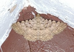 Polydesma boarmoides