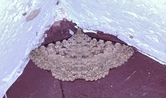 Polydesma boarmoides