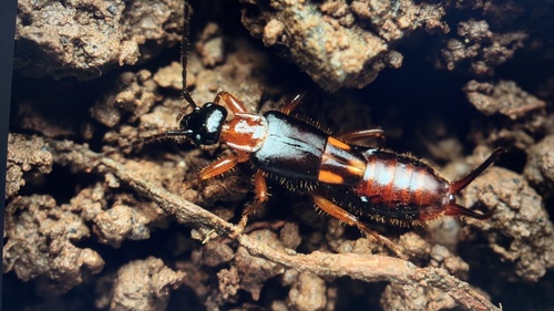 Chaetocosmia taiwanica