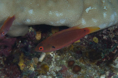 Cirrhilabrus punctatus