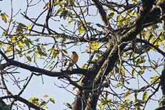 Icterus maculialatus