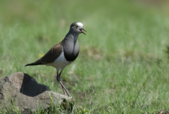 Vanellus melanopterus minor