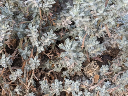 Golden yarrow foliage