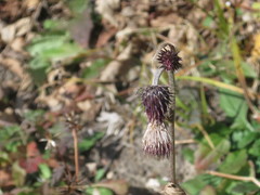 Cirsium pendulum