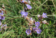 Limonium gmelinii