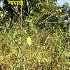 Achyranthes aspera aspera