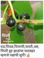 Ficus amplissima