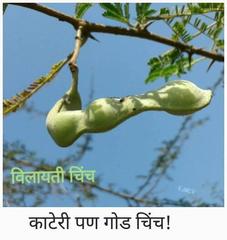 Viguieranthus alternans