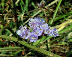 Limonium gmelinii