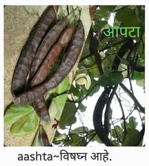 Bauhinia racemosa