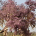 Lonchocarpus laxiflorus - Photo (c) ONG OeBenin, alguns direitos reservados (CC BY-NC), uploaded by ONG OeBenin