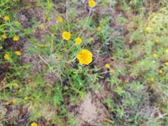 Melampodium linearilobum