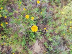 Melampodium linearilobum