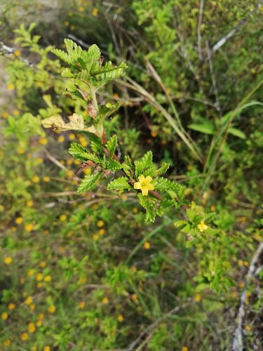 Damiana (Turnera diffusa)