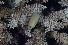 Pycnochromis amboinensis