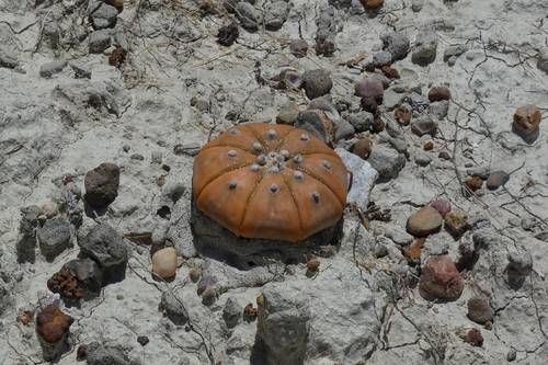 Sand-dollar cactus