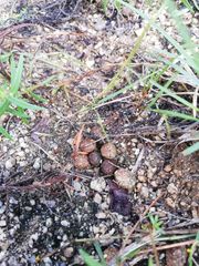 Sylvilagus cunicularius