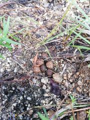 Sylvilagus cunicularius