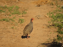Pternistis afer castaneiventer