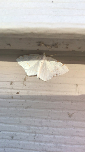 Lesser Maple Spanworm Moth photo 4