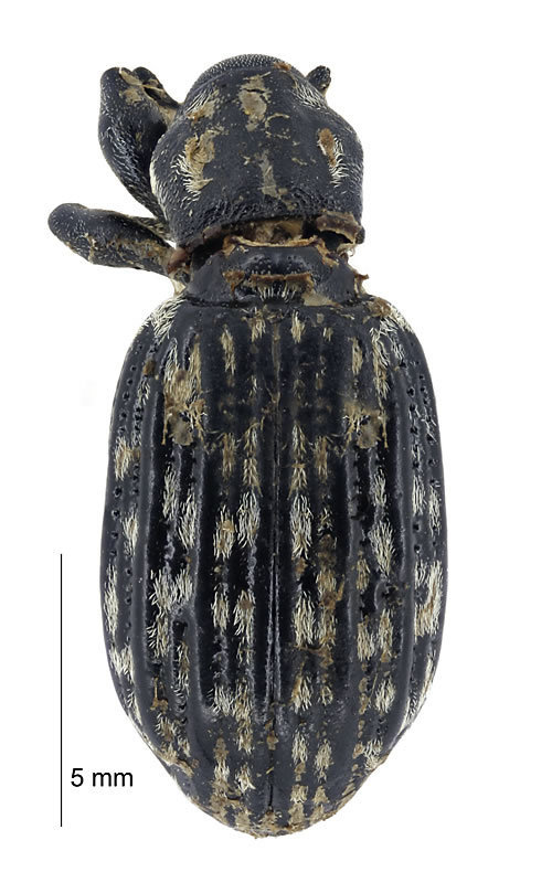 Liparogetus