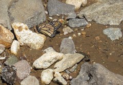Lithobates neovolcanicus