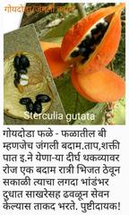Sterculia guttata