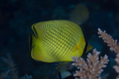 Chaetodon rafflesii