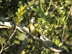 Indicator variegatus